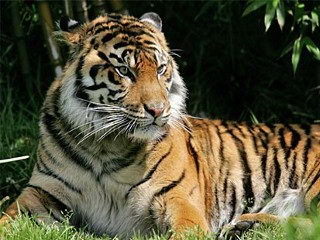 Sumatran tiger pictures