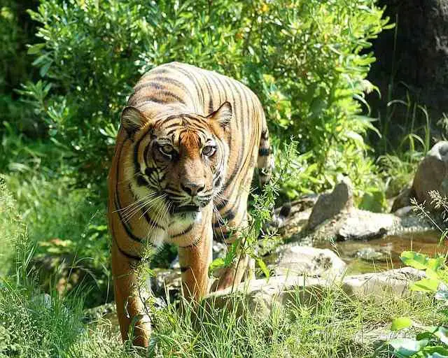 Tiger Facts For Kids - Tiger Sumatran Tiger Cat Predator Dangerous Animal