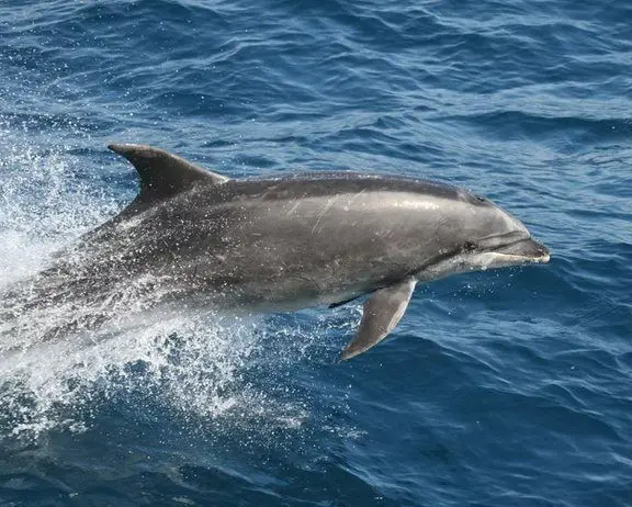 Bottlenose Dolphin Facts - Bottlenose Dolphin