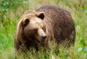 Brown Bear Facts - Brown Bear