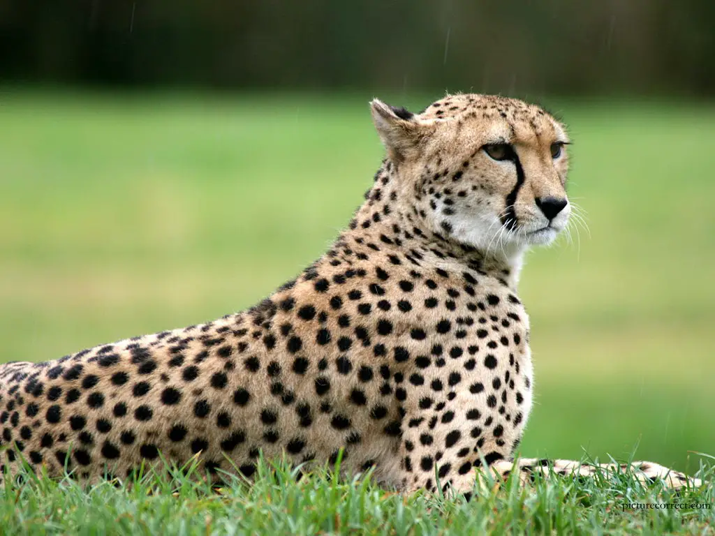 cheetahs facts