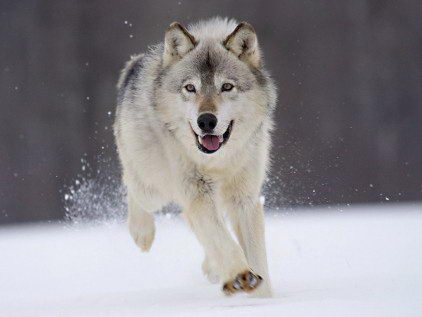 Wolf Facts - a running Wolf