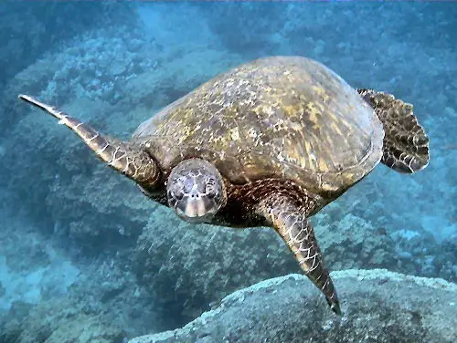 Green Sea Turtle Facts - Green Sea Turtle