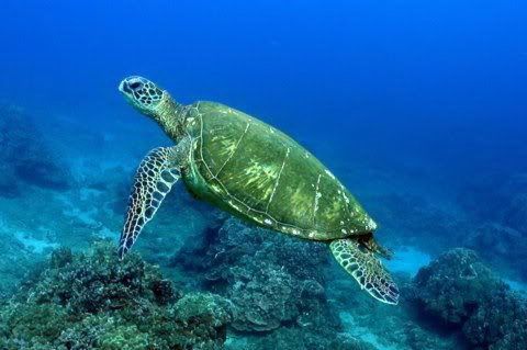 Green Sea Turtle Facts - Green Sea Turtle
