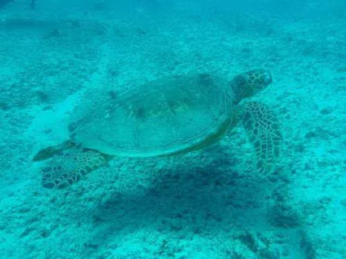 how long do sea turtle live