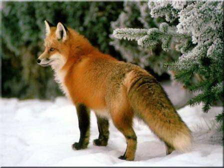 Red Fox Facts - Red Fox
