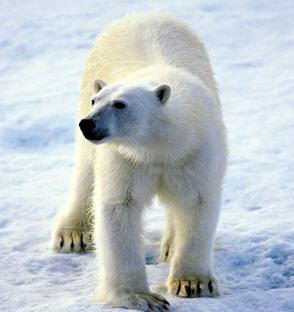Polar Bear Facts - Polar Bear