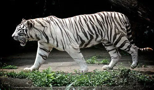 White Tiger Facts - White Tiger
