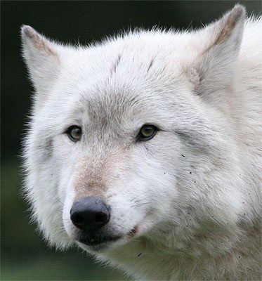Wolf Facts - Wolf