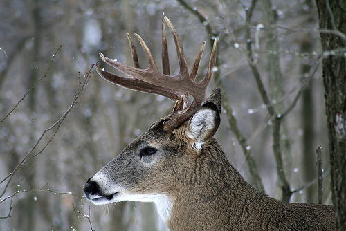 white-tailed deer facts - white-tailed deer