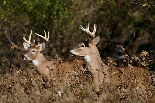 White-tailed Deer Facts - White-tailed Deer