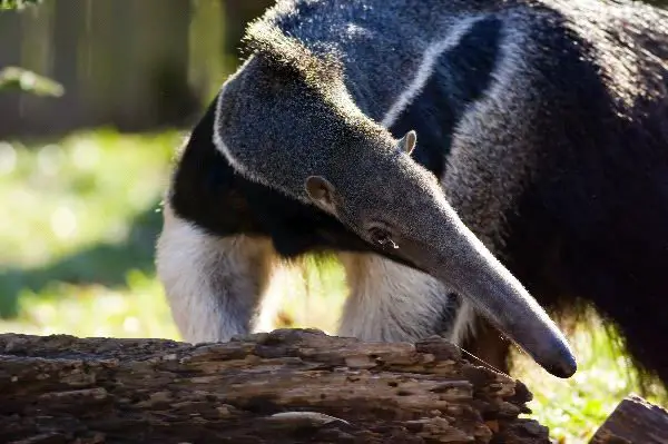 anteater facts - giant anteater