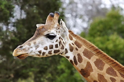 Giraffe Facts For Kids - Giraffe Sidepose
