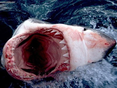 great white shark facts - great white shark facts