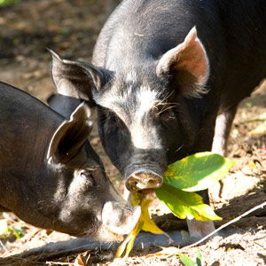 pigs eating leaves - what do pigs eat