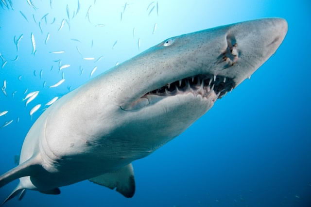 tiger shark facts - tiger shark