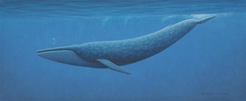 Blue whale Deep in ocean - Blue whale facts for kids