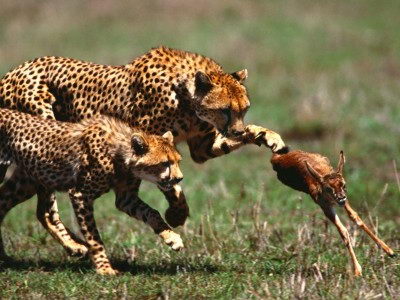 Cheetah Hunt - what do cheetahs eat