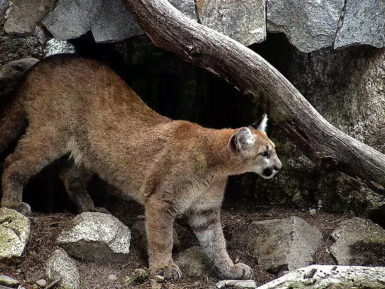 Cougar - Mountain Lion Facts For Kids