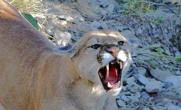 Cougar - mounatin lion facts for kids