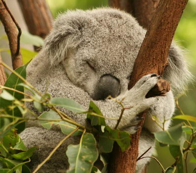 Cuddly Koala - what do koalas eat