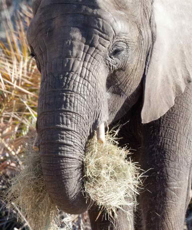 what do elephants eat - elephant eating bush