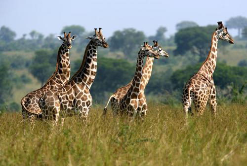 Giraffe facts for kids - A Group of Giraffes