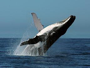 Humpback Whale Facts - Humpback Whale