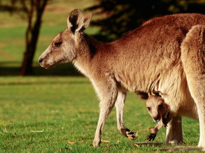 kangaroo facts for kids - kangaroo with it baby