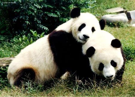 Panda Eating Bamboo - where do pandas live