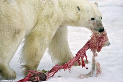what do polar bears eat - polar bear eating baby cub