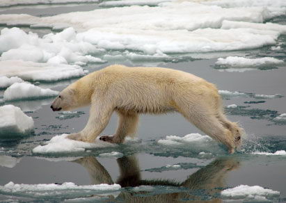 where do polar bears live - Polar Bear