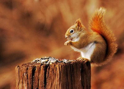 Red Squirrel - Red Squirrel facts