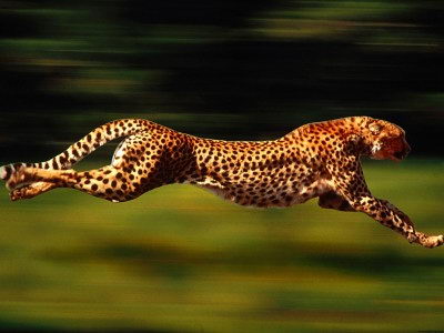 How Fast Can a Cheetah Run - cheetah sprinting