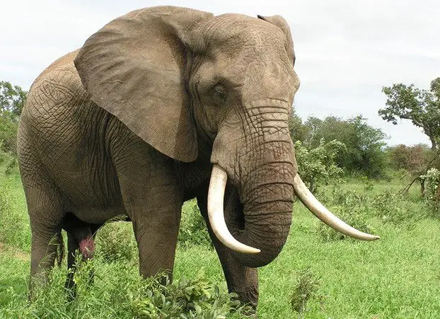 Elephant Facts for kids - African Elephant