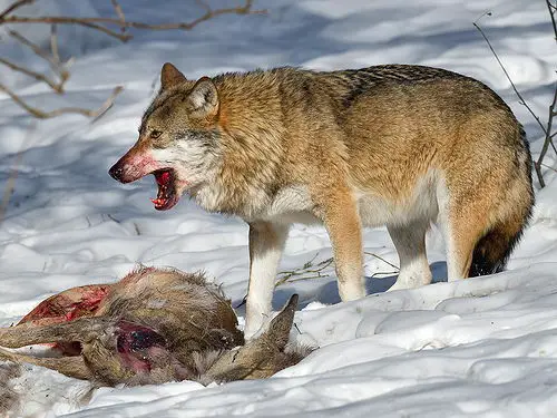 what do wolves eat - wolf eating