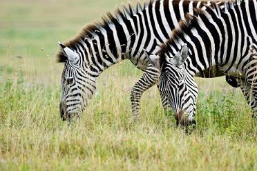 Zebras Grazing - what do zebras eat