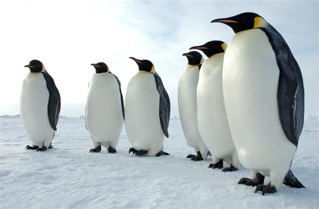 emperor penguin facts