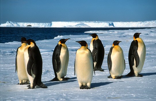 emperor penguin facts 
