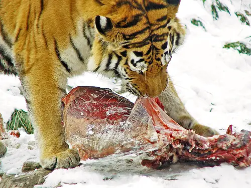 what do Tigers eat | Tigers diet