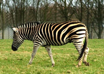 where do zebras live - Zebra