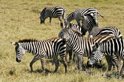 where do zebras live - zebras grazing
