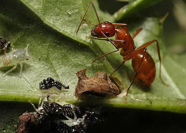 Ant (Formicidae) - What do Ants eat