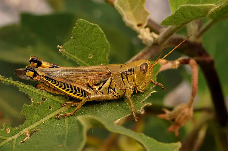 grasshopper facts for kids