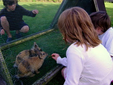 Girl feeding a bunny what to feed rabbits