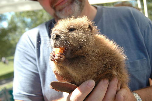 Beaver (Castor) - What do Beavers eat