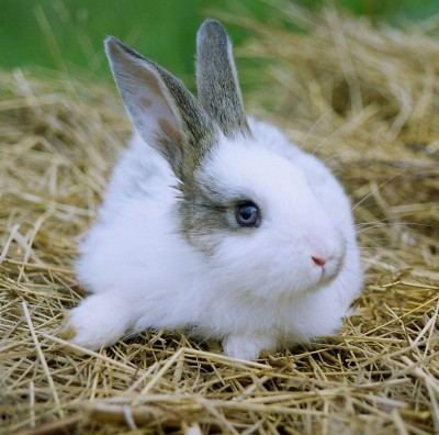 Cute little Rabbit (Leporidae)