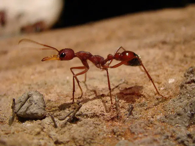 ant facts for kids | Ant