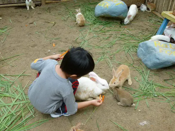 what to feed rabbits - Kid feeding rabbits