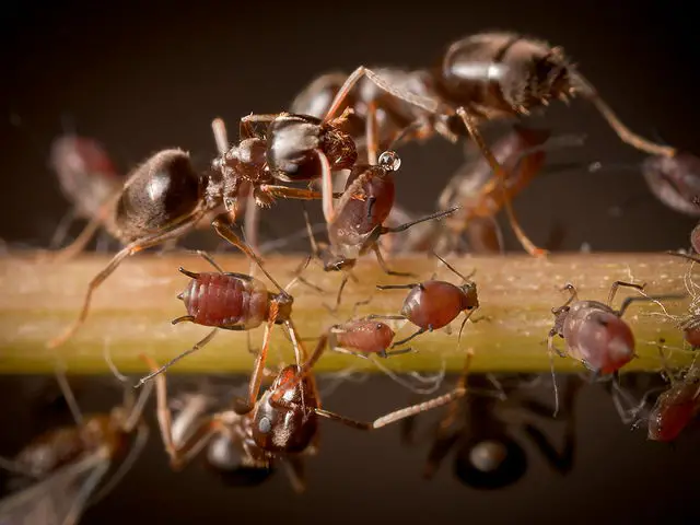 ant facts for kids | Ants